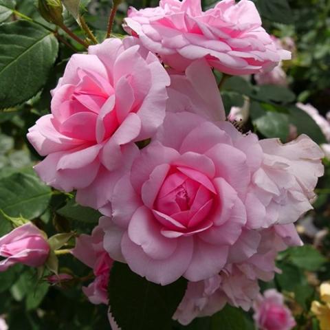 Rosa Reminiscent Pink, light to medium pink double roses