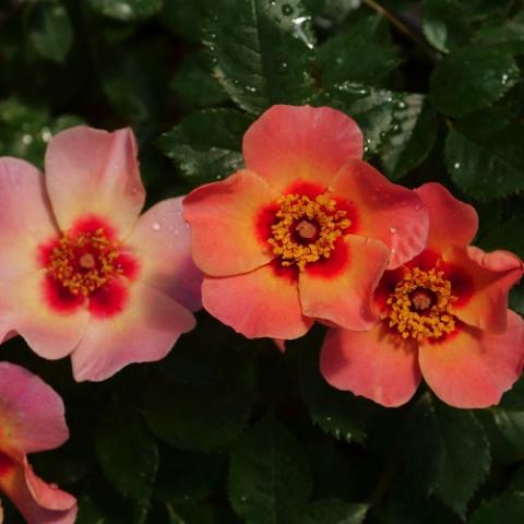 Rosa Ringo All Star, single flowers in light orange, pink and lavender