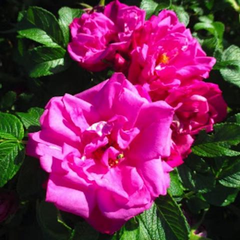 Rosa Scarlet Pavement, dark magenta double roses