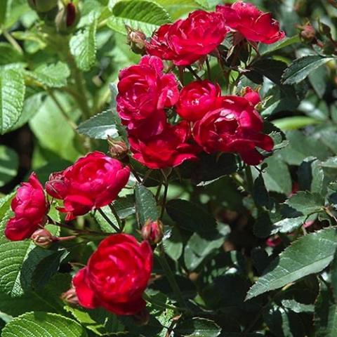 Rosa Sigrid, dark red cupped roses in clusters