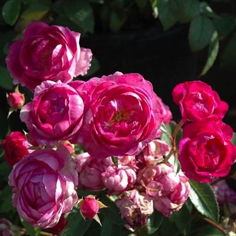 Rosa Sven, double roses in different shades of pink