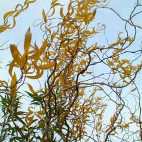 Salix 'Golden Curls', yellow leaves and twisted stems