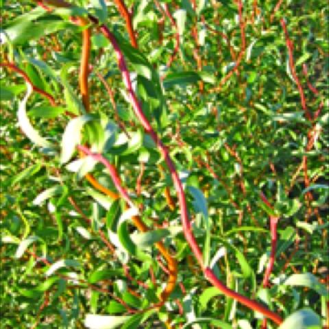 Salix 'Scarlet Curls', twisted reddish stems and twigs
