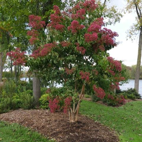 Heptacodium Temple of Bloom, dark red flowers on a tree