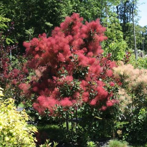 Cotinus The Velvet Fog, dark red "smoke" over the trees