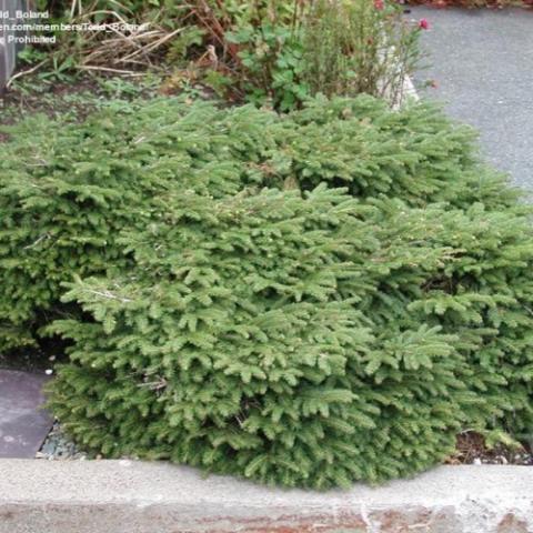 Bird's Nest spruce, flat and spreading evergreen