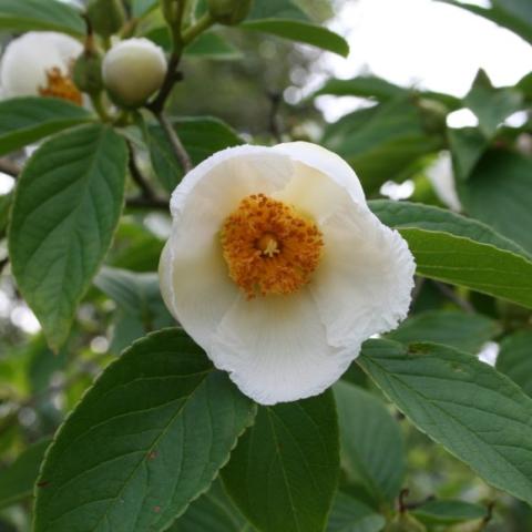 Stewartia pseudocamellia, single white flower