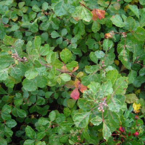 Rhus 'Gro-Low', green leaves, starting to show red fall color