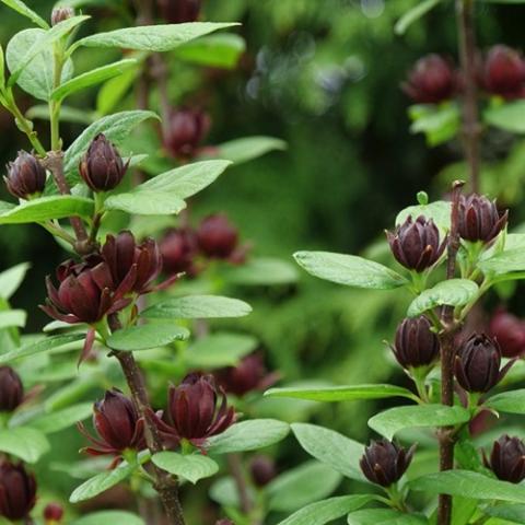 Calycanthus Simply Scentsational, brown spidery flowers