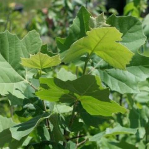Platanus occidentalis, green leaves