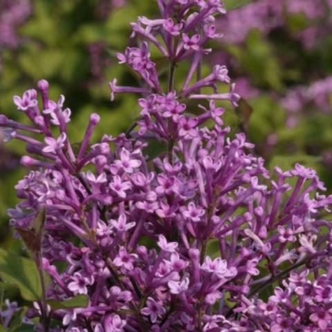 Syringa 'Bloomerang', lavender lilac bloom