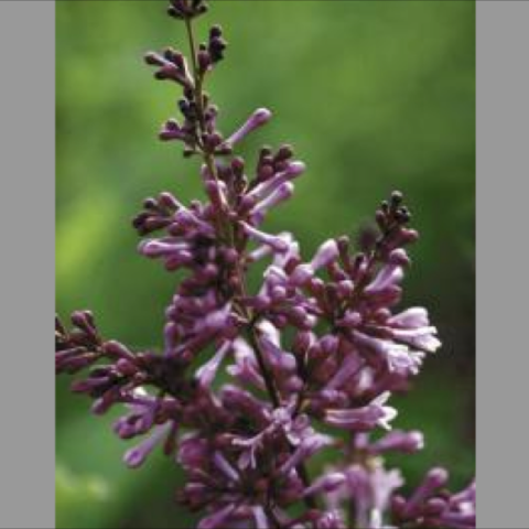 Syringa 'Donald Wyman', light lavender blooms
