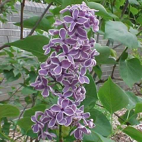 Syringa 'Sensation', lavender petals with white edges.