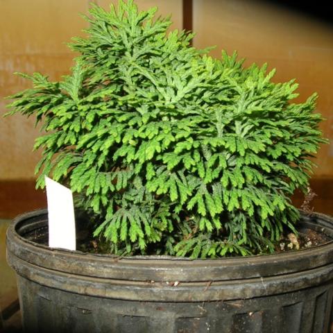 Thuja 'Cutie' rounded and petite arborvitae
