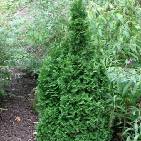 Thuja 'DeGroot's Spire', narrow pointed evergreen