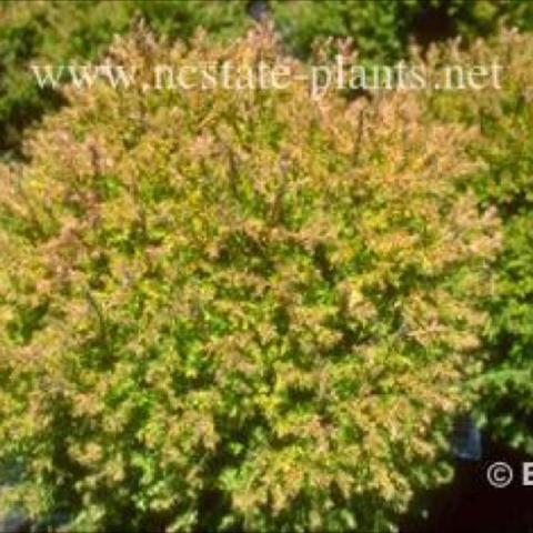 Thuja 'Rheingold', golden yellow globe shaped conifer