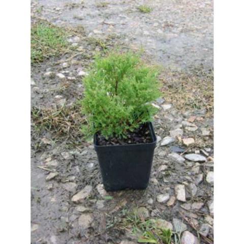 Thuja Sherwood Moss, very thin needled conifer, miniature