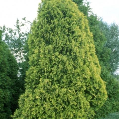 Thuja 'Sunkist', yellow green pyramidal evergreen