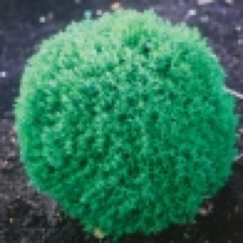 Thuja 'Teddy', green circular evergreen