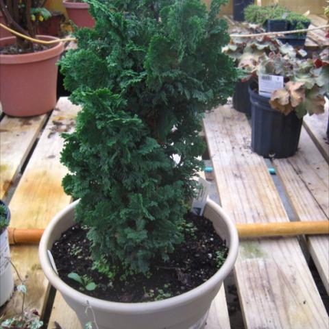 Thuja 'Zmatlik' upright green arborvitae in a pot