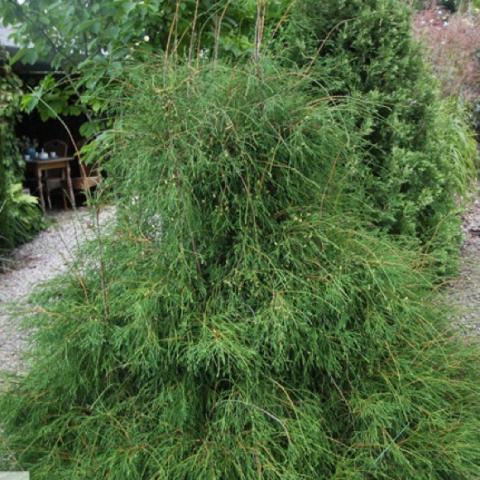 Thuja filiformis, thread leaf weeper