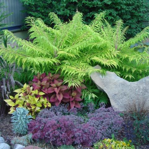 Tiger Eyes sumac, yellow green very divided foliage, showing habit