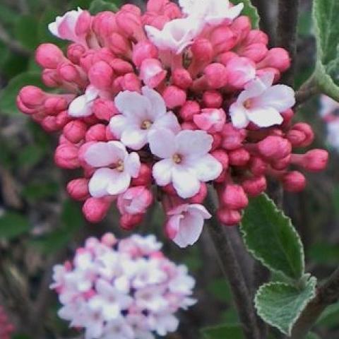 Viburnum carlesii Prairie Rose, buds in dark pink, opening to light pink
