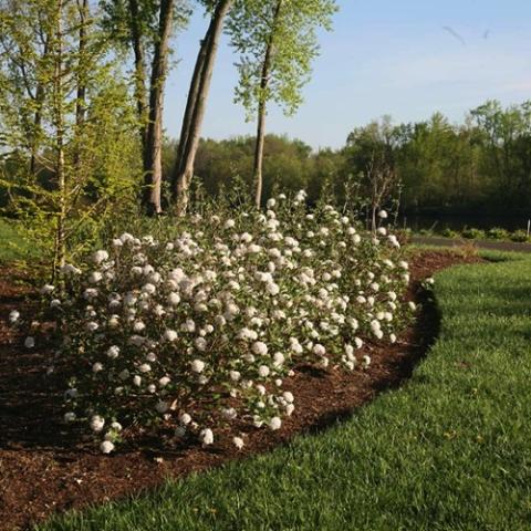 Viburnum Spice Baby, low shrub with white flowers