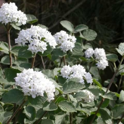 Viburnum carlesii, white panicles over green leaves