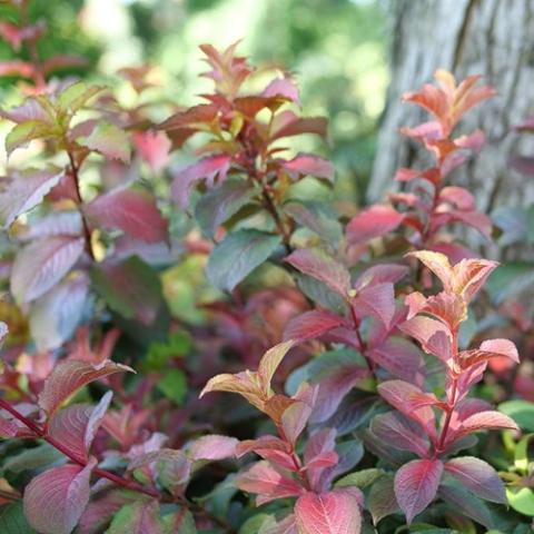 Weigela Midnight Sun, dark to orange leaves