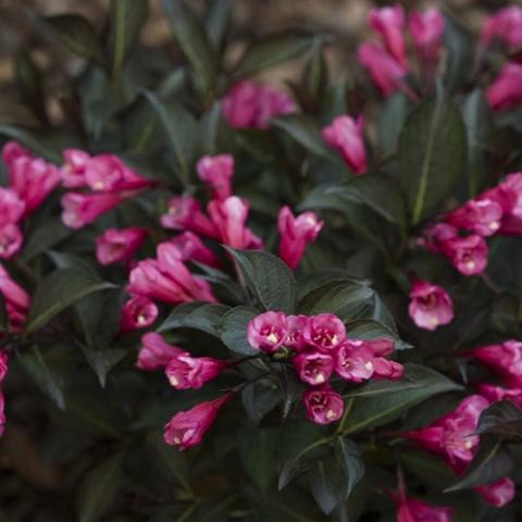 Weigela Midnight Wine Shine, dark leaves and dark pink flowers