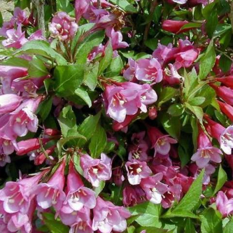 Weigela Minuet, pink flowers
