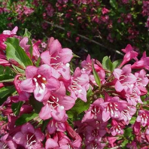 Weigela 'Rumba' mid-pink wide tubular flowers