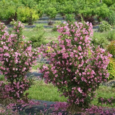 Weigela Sonic Bloom Pure Pink, pink flowers, dark leaves