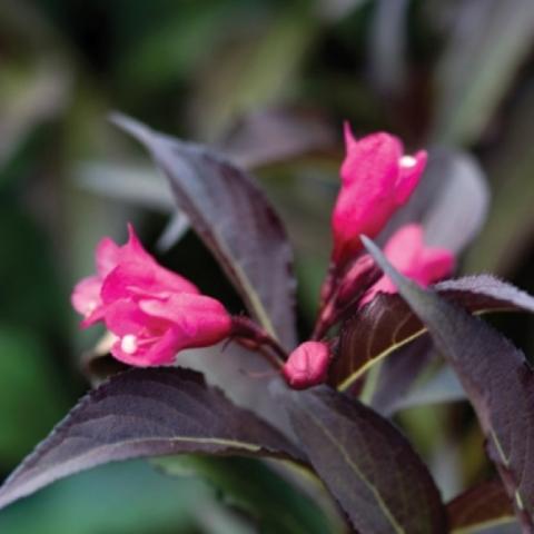 Weigela 'Spilled Wine', dark purple leaves and bright pink flowers