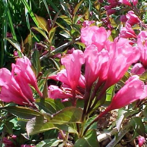 Weigela 'Wine and Roses', bright pink wide tubular flowers