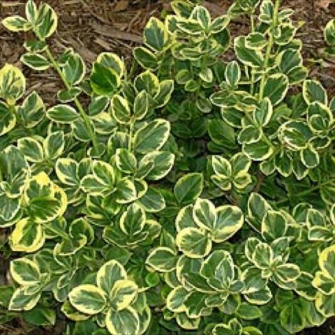 Euonymus 'Canadale Gold', shiny green leaves with yellow edges