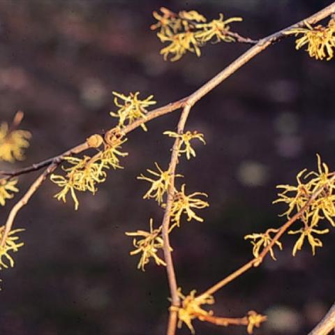 Hamemelis virginiana yellow blooms late in fall