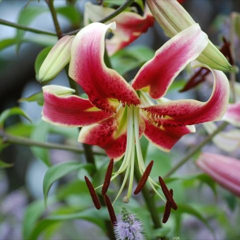 Lilium 'Scheherezade', white and pink lily, downfacing