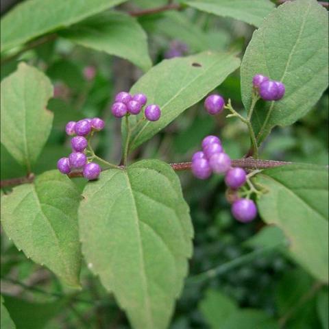 Callicarpa dichotoma, beautiful purple berries, green leaves