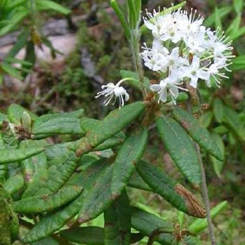 Rhododendron groenlandicum, long green leaves and cluster of white starry flowers