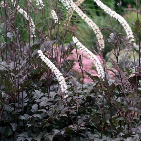Actaea Chocaholic, dark leaves, white flowers