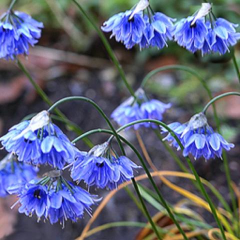 Allium beesianum, blue nodding onion flowers