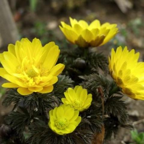 Amur pheasant's eye, yellow double buttercup flowers