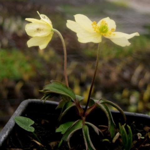 Anemone x seemani, yellow single flowers