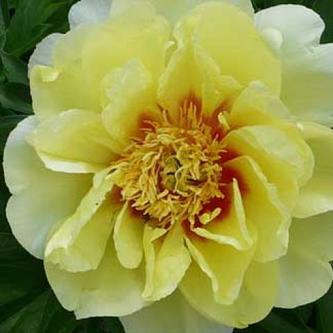 Itoh peony Bartzella, yellow semi-double with darker gold center