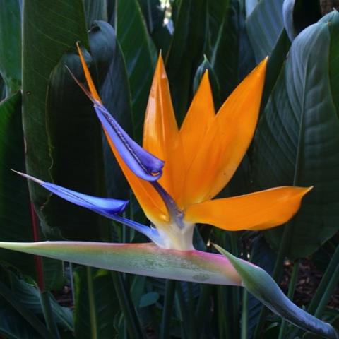 Strelitzia, orange flower that looks like a tropical bird