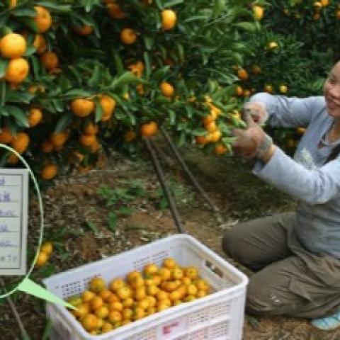 Kishu mandarins being gathered from a tree, small oranges