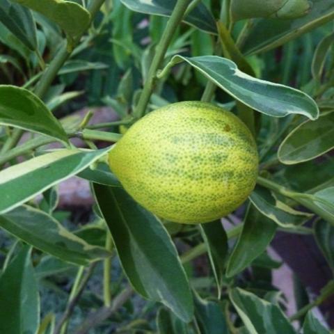 Kumquat Centennial Variegated, streaky yellow-green citrus fruit
