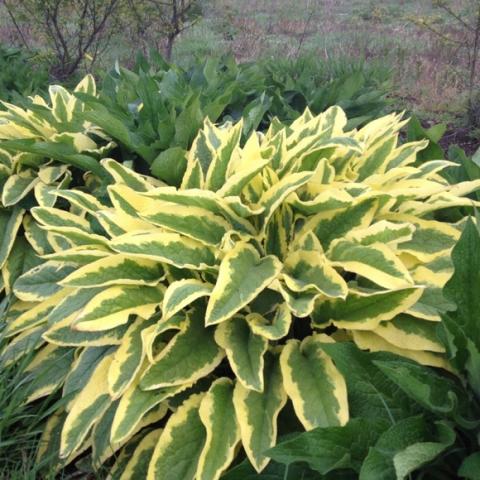 Axminster Gold comfrey, long green leaves with yellow margins